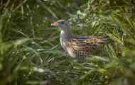 Landrail